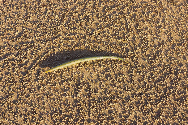 オーストラリア・クイーンズランド州北部の熱帯地域にある、砂の泡のカニ(scopimera)の丸いペレットでできた砂浜で潮に洗われたマングローブの種。. - 写真・画像