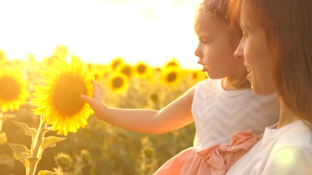 Die kleine Tochter in den Armen der Bäuerin Mutter betrachtet Sonnenblumenblumen auf dem Feld in den Strahlen der schönen Sonne. Eine liebevolle Familie reist durch eine blühende Sonnenblumenplantage. Ökotourismus - Filmmaterial, Video