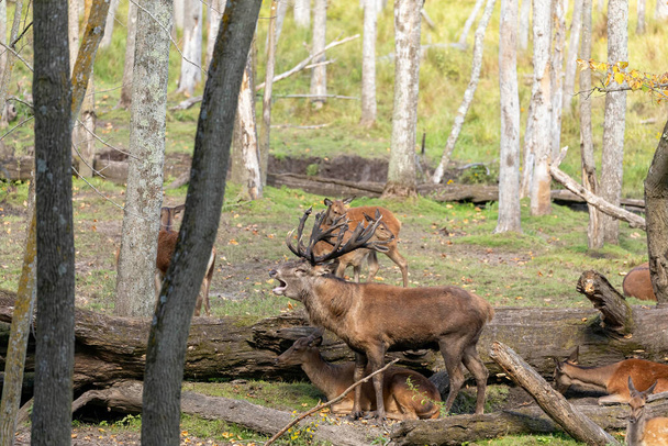 Рыжий олень с группой оленей - Фото, изображение