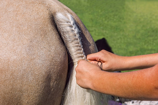 Κορίτσια χέρια πλέκουν την ουρά ενός όμορφου ανοιχτόχρωμου αλόγου έτοιμο για διαγωνισμό πόνι κλαμπ. - Φωτογραφία, εικόνα