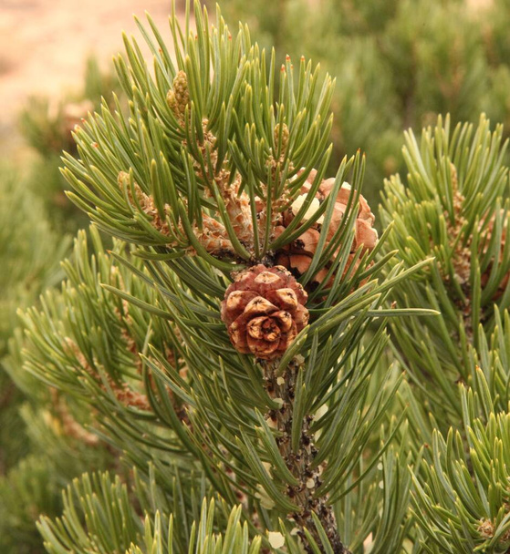 Zweinadel-Pinyon (Pinus edulis) -Kiefernzapfen im Canyonlands National Park (Island In The Sky District), Utah - Foto, Bild
