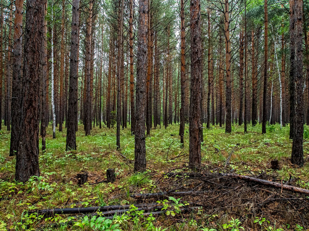 young pine forest in autumn, straight pines, southern Urals - Fotoğraf, Görsel