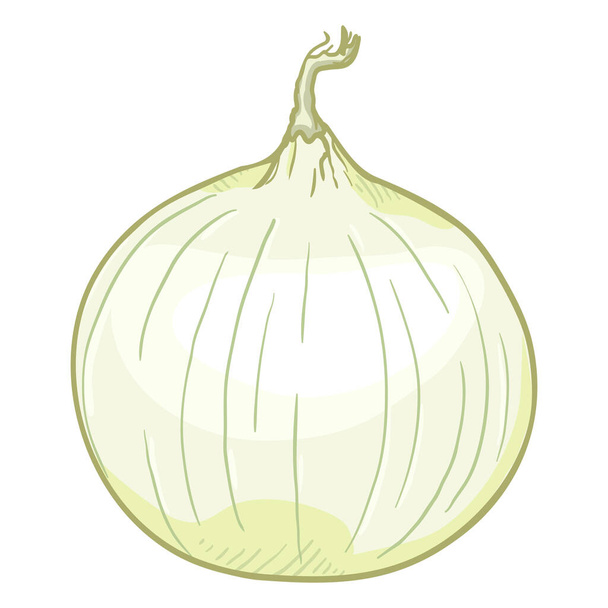Vector Cartoon White Onion Bulb - Vector, Image