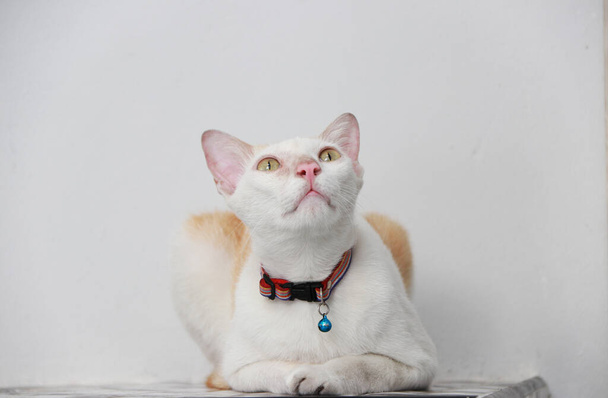 Biały i pomarańczowy kolor kota leżącego na podłodze. kot jest mały udomowiony mięsożerny ssak z miękkim futerkiem, krótki pysk, i chowane pazury. - Zdjęcie, obraz