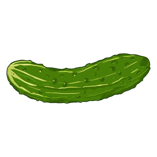 Vector Cartoon Green Cucumber - Вектор,изображение