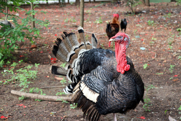 Turkey standing on the soil ground with the tree. It is a large mainly domesticated game bird, having a bald head and (in the male) red wattles. It is prized as food, especially on festive occasions such as Thanksgiving and Christmas. - Photo, Image