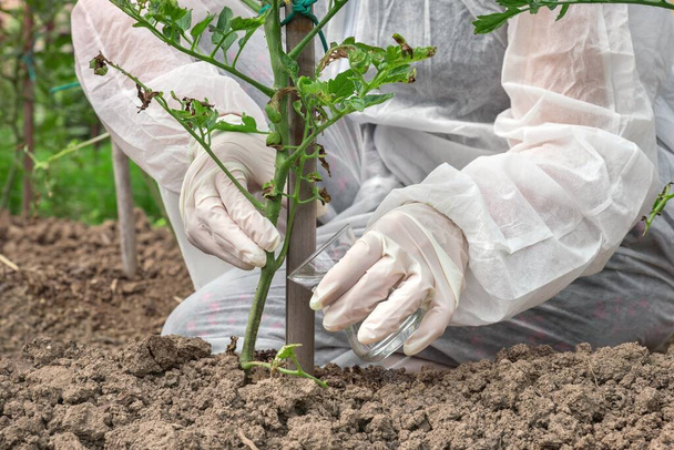 Scientifique OGM en salopette modifiant génétiquement la tomate à la ferme de tomates - Photo, image