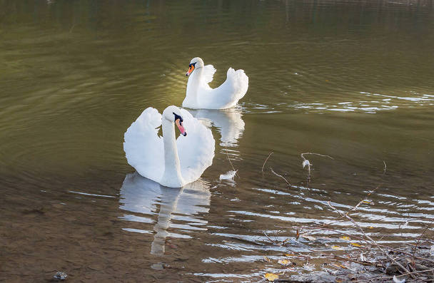 Dois cisnes brancos, um símbolo de amor e lealdade, são sempre inseparáveis. Parece que ele constantemente diz a ela suas ternas palavras de Cisne. E ela retribui os seus sentimentos. - Foto, Imagem