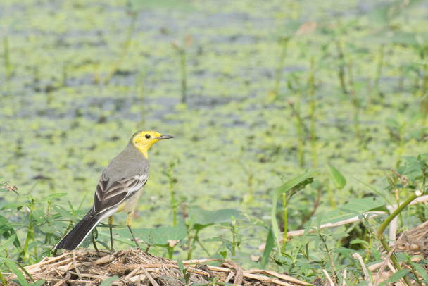 Oiseau à queue d'aigle jaune, nom scientifique - Motacilla flava, assis sur un sol humide. C'est le début de l'hiver oiseau de l'Inde. Image de stock prise de jour, Bengale occidental, Kolkata, Inde.   - Photo, image