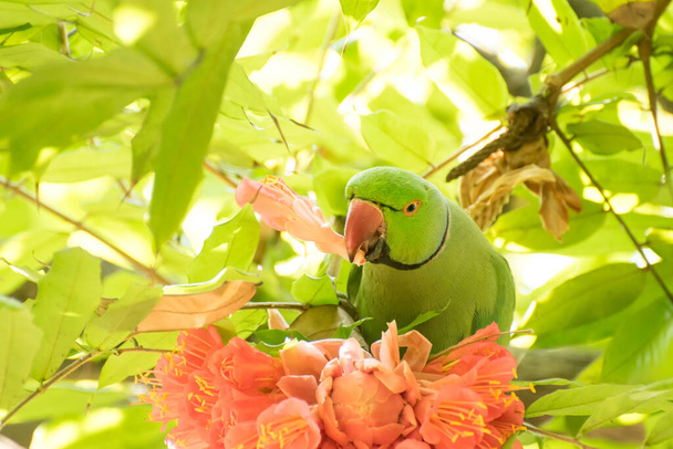 バラ色のパレーケット(Psittacula krameri)鳥は、リングネックのパレーケットとして知られており、独特の緑色の食べる花の花弁があります。シプール植物園,ハウラー,西ベンガル州,インド - 写真・画像