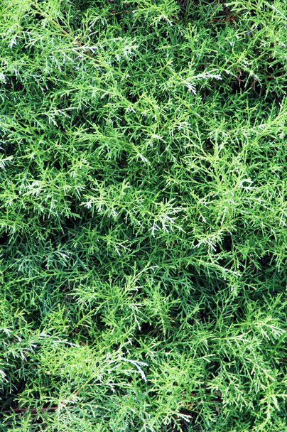 feuilles vertes fond vue rapprochée - Photo, image
