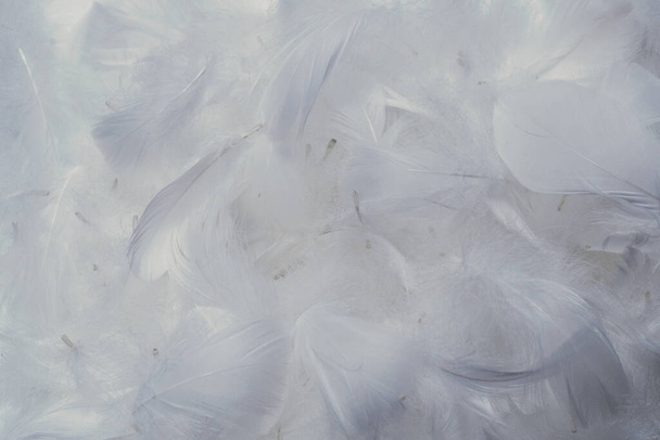White  soft feathers background. Top view.  - Fotó, kép