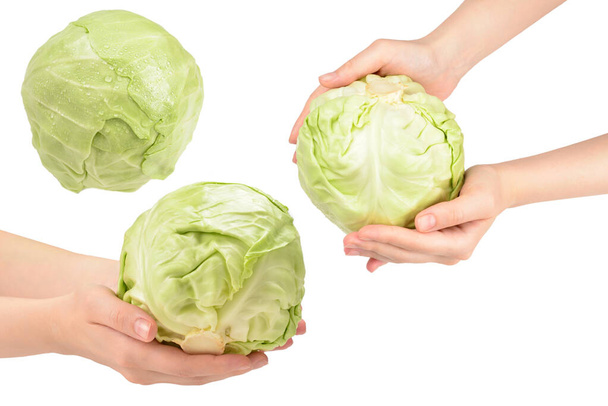 Cabbage in woman hand isolated on white background.   - Photo, Image