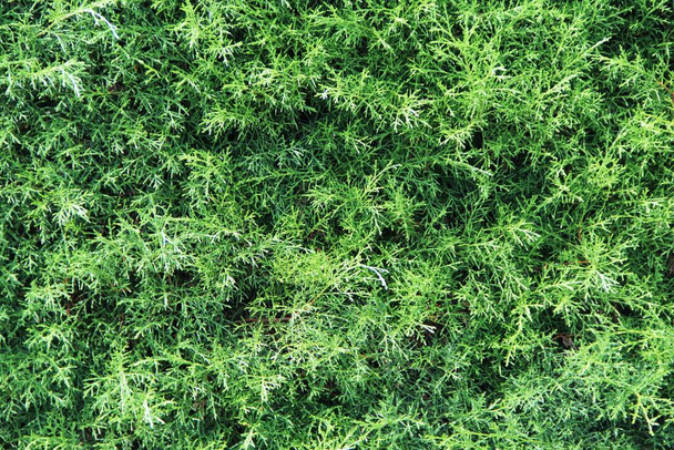 hojas verdes fondo vista de cerca - Foto, Imagen