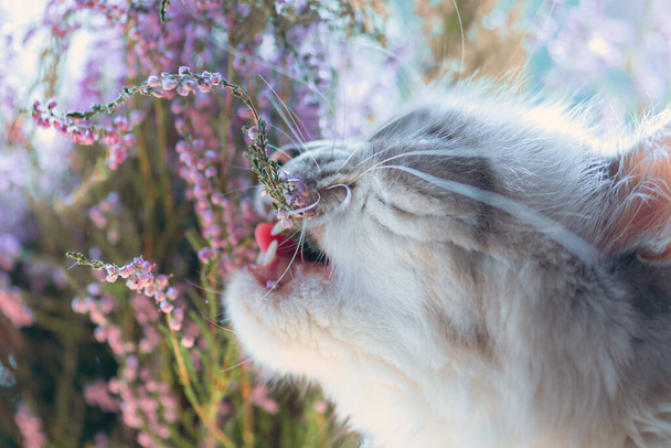 Syberyjski Neva Masquerade kot degustacja purpurowy wrzosowisko kwiat. policzek i wrzos gałązka w koty usta są w aparat ostrość - Zdjęcie, obraz