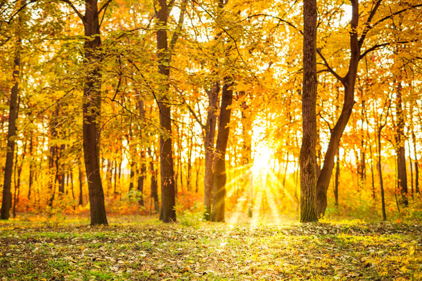 Golden autumn scene in a park, with falling leaves, the sun shining through the forest trees and blur sky. Artistic dream autumn nature scenery  - Foto, imagen