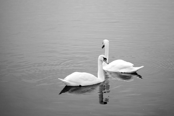 Два лебедя плывут по воде. Два лебедя на озере. - Фото, изображение