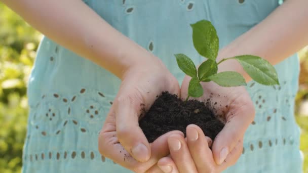 Mãos femininas que mantêm uma planta cultivada de sementes - Filmagem, Vídeo