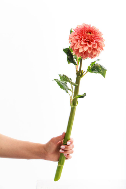 Női kéz tartja egyetlen rózsaszín dália virág elszigetelt fehér háttér, üdvözlőlap - Fotó, kép