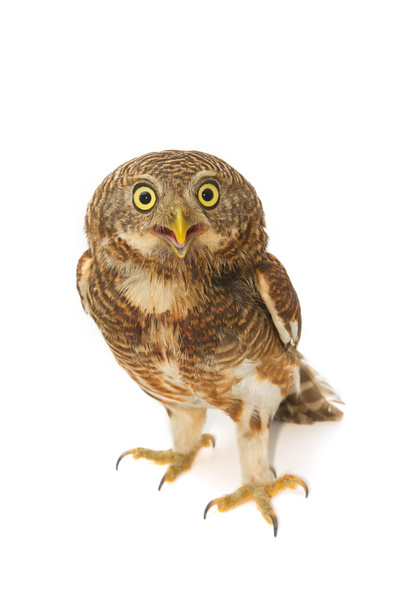 Asian Barred Owlet (Glaucidium cuculoides) - Zdjęcie, obraz
