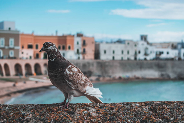 περιστέρι turist επίσκεψη στην Καλλίπολη - Φωτογραφία, εικόνα