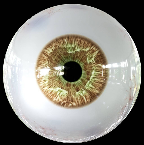 Primo piano di Bella palla occhio umano lucido, isolato su sfondo bianco - Foto, immagini