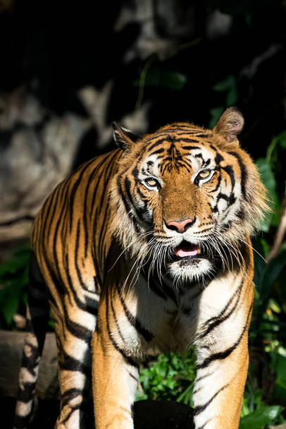 Kaplan ormanda yiyecek bir şeyler arıyor. (Panthera tigris corbetti) doğal habitatta, Tayland 'da doğal habitatta vahşi ve tehlikeli bir hayvan. - Fotoğraf, Görsel