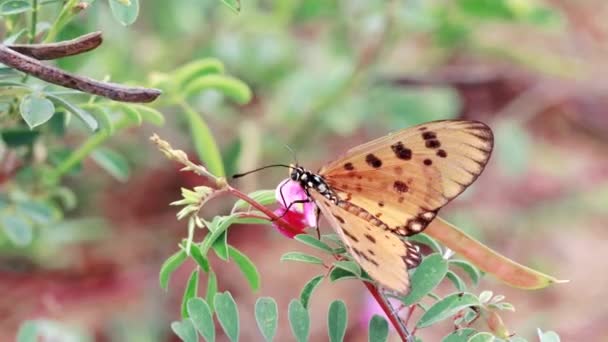 Kaunis keltainen perhonen illalla ottaen ruokavalionsa punaisista vaaleanpunaisista luonnonkukista ja lentävästä hidasliikkeisestä videomateriaalista, joka on otettu maasta Chennain, Intian, monarkin hyönteisen ympärillä. - Materiaali, video