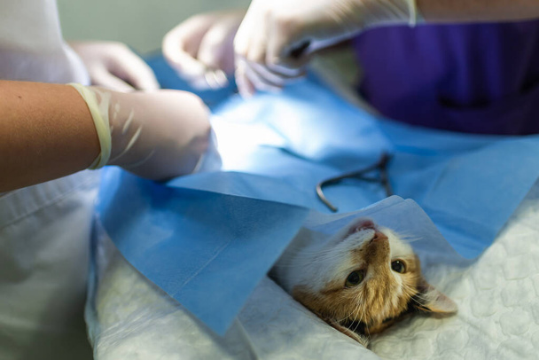 Een veteraan die de operatie voor sterilisatie doet. De kat op de operatietafel in een dierenkliniek. Kat in een dierenarts, de baarmoeder en eierstokken van een kat tijdens een operatie - Foto, afbeelding