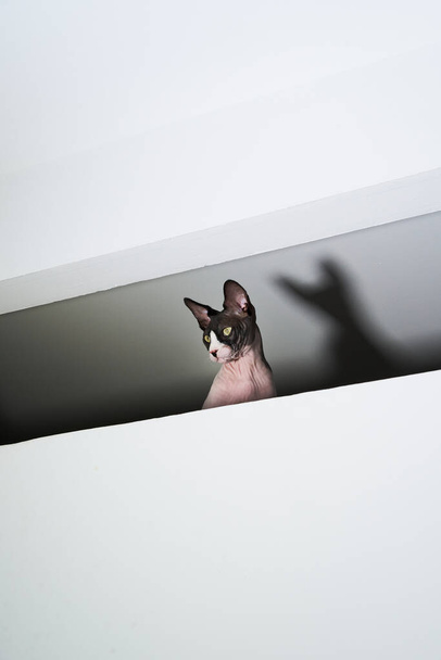 Retrato de um gato esfinge inclinado para fora de uma clarabóia. A sombra dele está projectada para trás. O gato olha para a esquerda da imagem. - Foto, Imagem
