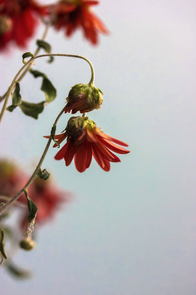Kırmızı kasımpatılar, solan sonbahar çiçekleri  - Fotoğraf, Görsel