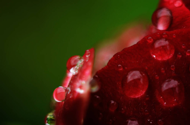 Detail of a red rose on a dark, reflective surface. The petals have droplets. - Photo, image