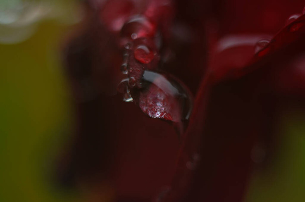 Detail rudé růže na tmavém, reflexním povrchu. Květní lístky mají kapky. - Fotografie, Obrázek