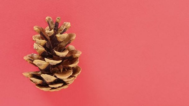 beautiful pine cone on a red background. New Year and Christmas decorations. Spruce or pine cone close up. The bump on the left in the picture. - Foto, Imagen