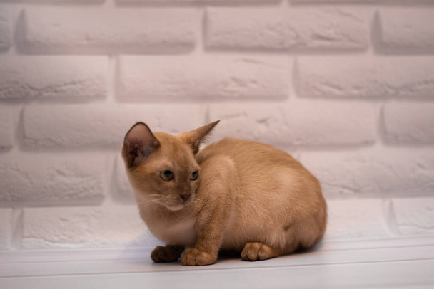 gatito escocés británico gato birma munchkin animales - Foto, Imagen