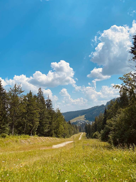 The road in the forest in summer in the mountains. landscape with trees and sky. pine forest in the morning - Foto, imagen