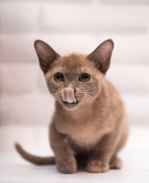 gatito escocés británico gato birma munchkin animales - Foto, Imagen