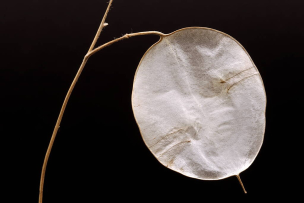 Close-up photograph of a plumeria alba plant, texture, abstract, - Foto, Bild
