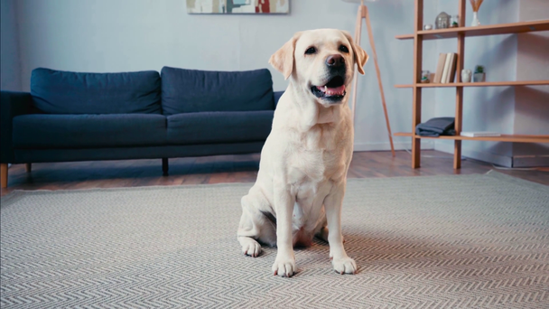 Front view of white labrador sitting on carpet at home - Footage, Video