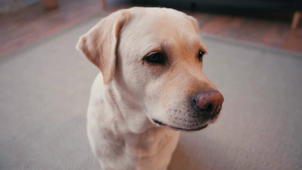 Selectieve focus van labrador die thuis naar de camera kijkt en op tapijt zit - Video
