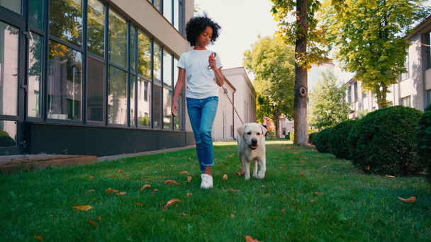 Afrykańska amerykańska dziewczyna spaceruje z białym labradorem wzdłuż trawnika - Materiał filmowy, wideo