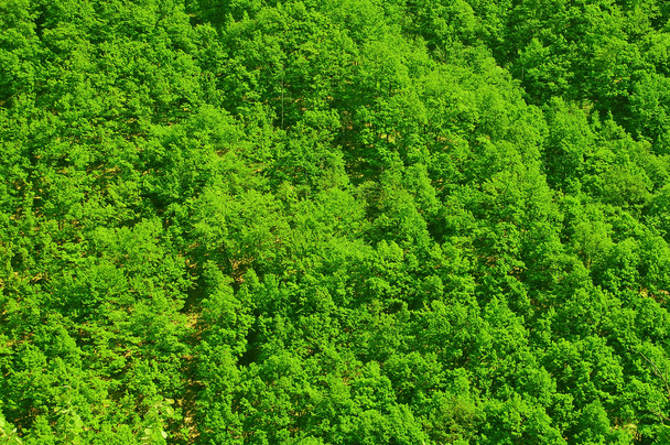 Forest top view - Photo, Image