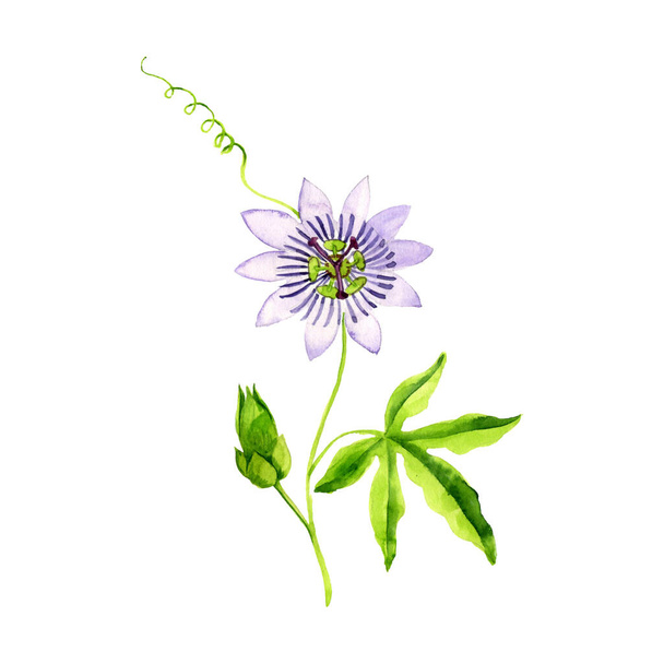 watercolor drawing passiflora - Foto, Imagen