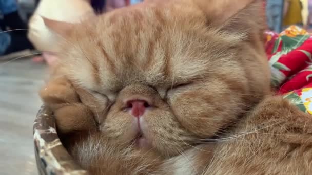 Cute orange cat stick tongue out while sleeping in a bowl with hawaiian shirt on. Indoors at a cat cafe. - Footage, Video