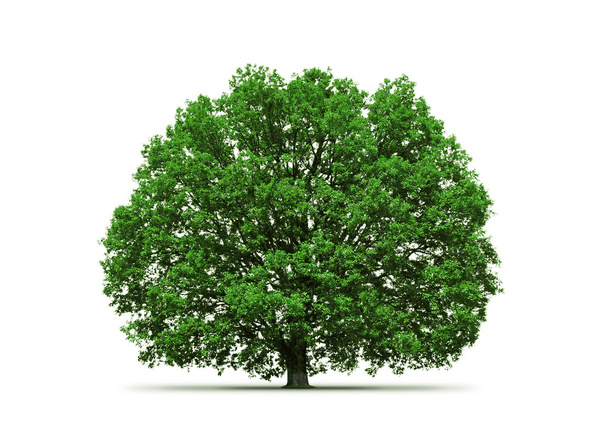 Old oak tree - Zdjęcie, obraz