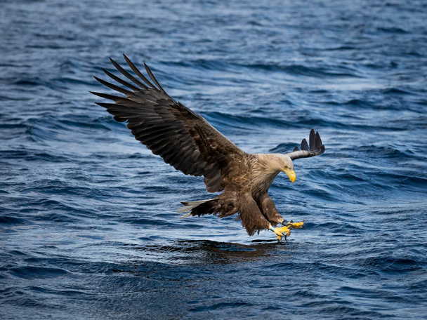 REKDAL, NORVÉGIA - 2019 április. Whitetaile Eagle navigálni és elkapni a halat szuper nagy sebességgel. - Fotó, kép
