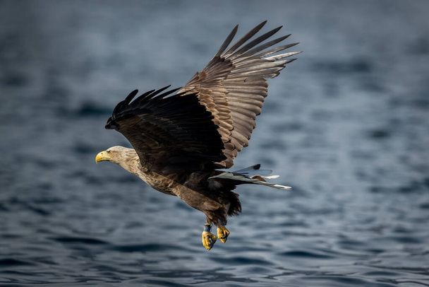 REKDAL, NORUEGA - 2019 abril. Whitetaile Águila es feliz después de una gran captura de peces. - Foto, imagen