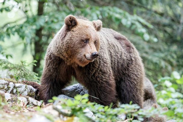 Wild brown bear mother with her cubs walking and searching for food in the forest and mountains of the Notranjska region in Slovenia - Photo, Image