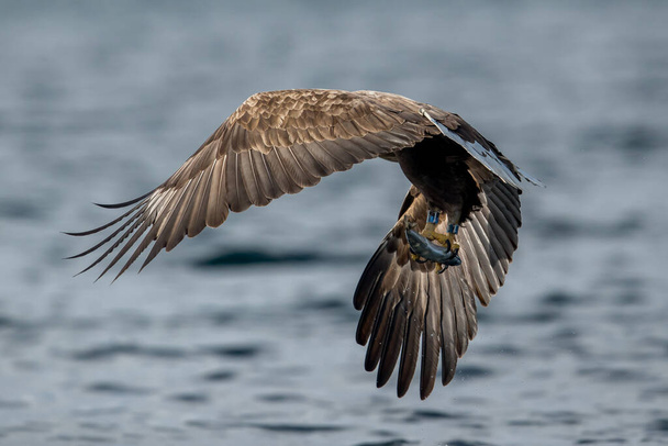 REKDAL, NORway - 2019 Nisan. Whitetaile Kartalı balık yakalar ve uçar gider.. - Fotoğraf, Görsel