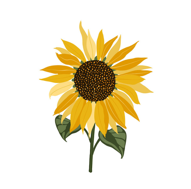 illustration of a large yellow sunflower flower on a white background - Photo, Image